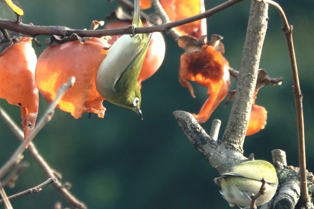おこぼれ頂戴します～