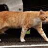 縄張り巡回中～何か変った事にゃいかにゃ