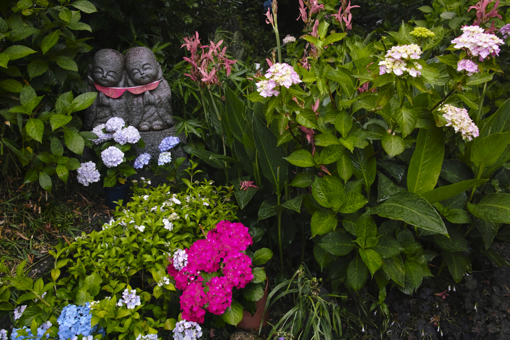 雨の紫陽花寺～神宮寺　２