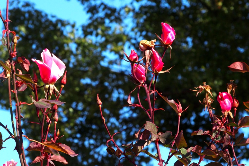 冬の薔薇　３