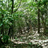 近所の山を歩く～