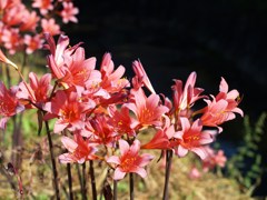 満開のリコリス