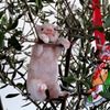 豚もおだてりゃ木に登る～
