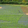 ガーデンマムはまだ咲いていませんでした～世羅高原