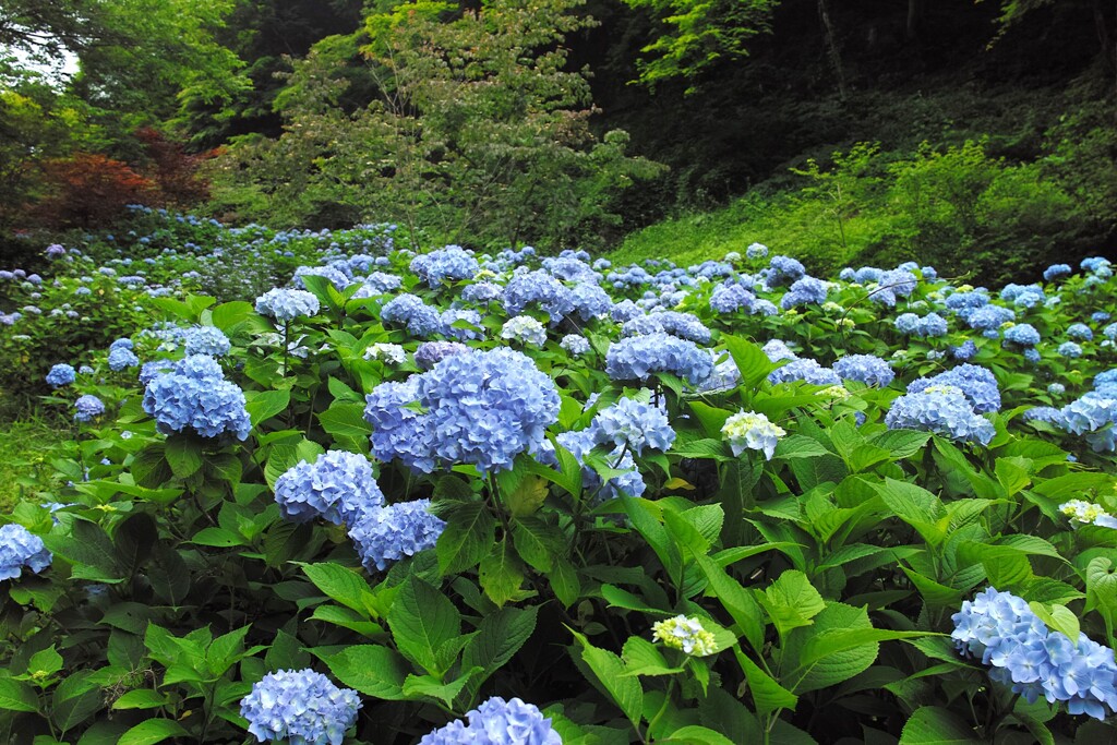 密かに咲く紫陽花～