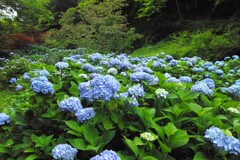 密かに咲く紫陽花～