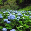 密かに咲く紫陽花～