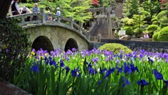 杜若と眼鏡橋～菅原神社