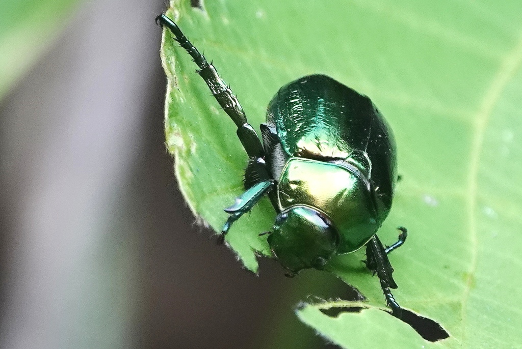 コガネムシはお食事中～