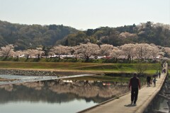 斐伊川堤防桜並木～さくら名所１００選　３