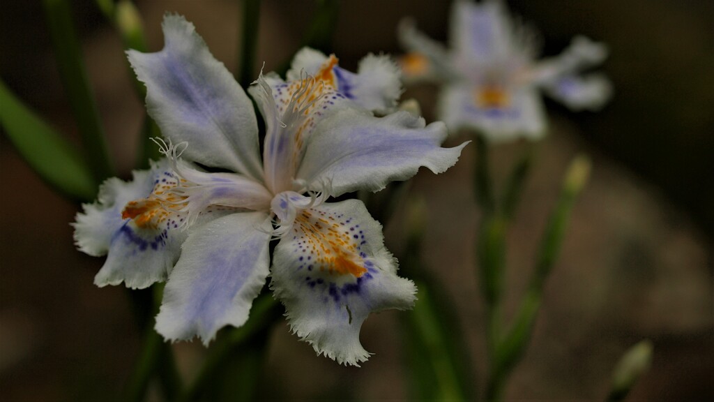 シャガ～Iris　japonica