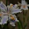 シャガ～Iris　japonica