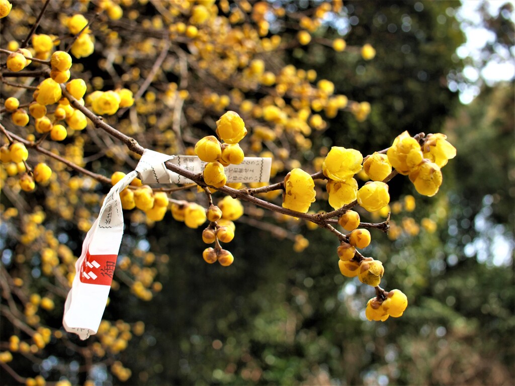 今年も健康で暮らせますように～