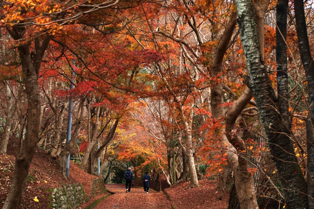 尾関山公園の紅葉～レッドカーペットの二人づれ