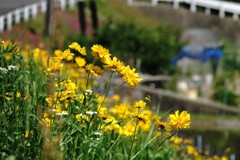 嫌われもの世にはばかる～オオキンケイギク