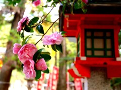 山茶花咲く備後吉備津神社～