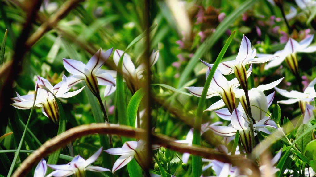 Spring star flower　花韮　２