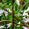 Spring star flower　花韮　２