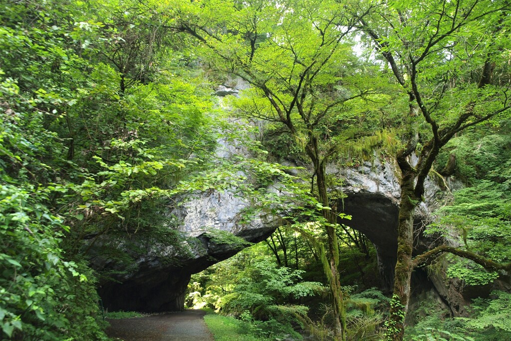 帝釈峡で森林浴～