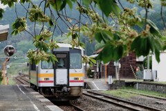 御衣黄桜の咲く駅～芸備線・矢神駅