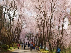 しだれ桜の並木道　２