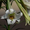 高砂百合