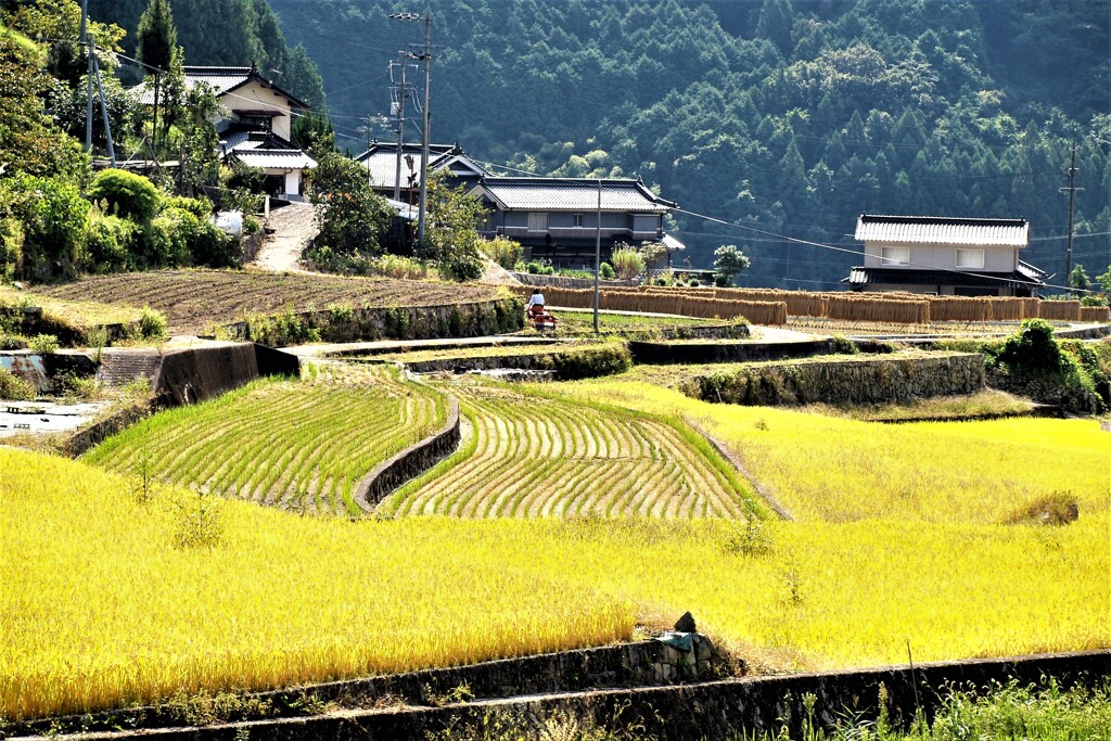 実りの秋～里山景色