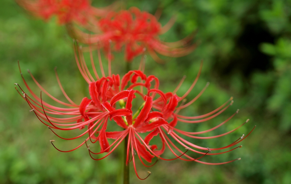 彼岸花　（Lycoris　radiata）