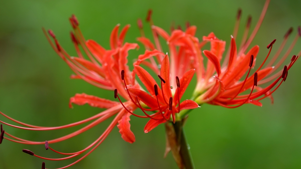 曼珠沙華