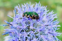 高原に咲く花ヒゴタイとハナムグリ