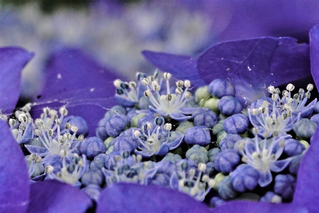 ズームイン額紫陽花～２