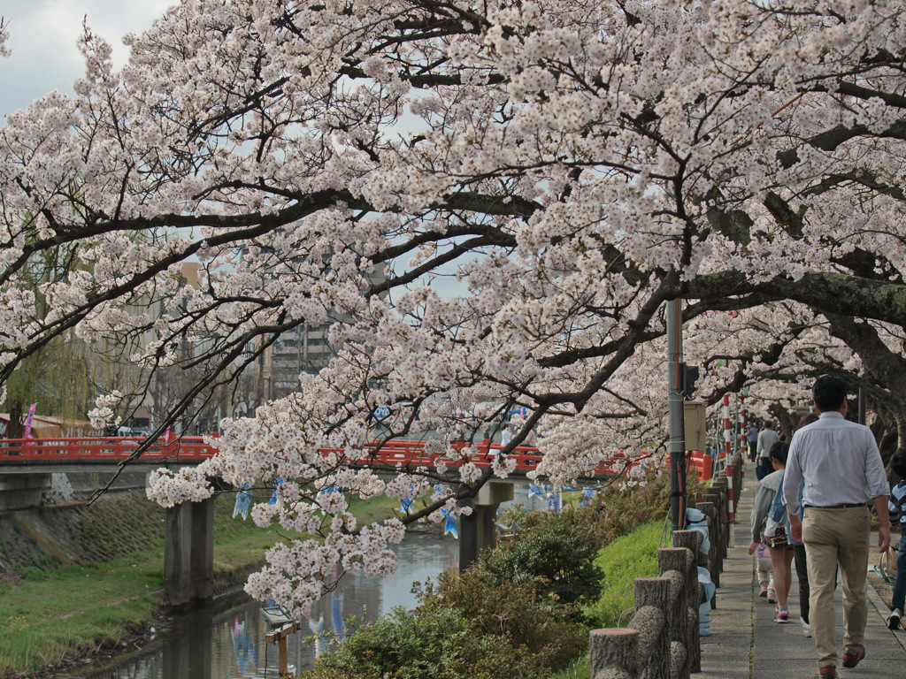 鳥取・袋川の桜