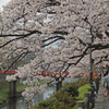 鳥取・袋川の桜