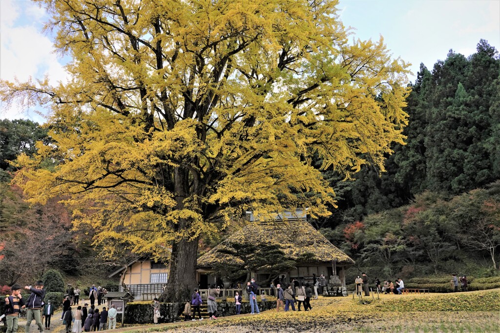 金言寺の大イチョウ