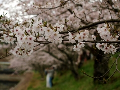何時もの公園の桜