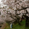 何時もの公園の桜