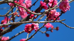 春の足音が聞こえる～２　八重寒紅