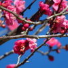 春の足音が聞こえる～２　八重寒紅