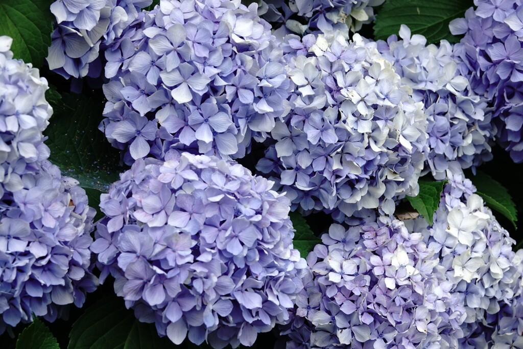 紫陽花づくし～