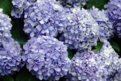 紫陽花づくし～