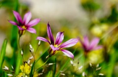 野に咲く花～ニワゼキショウ