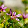野に咲く花～ニワゼキショウ