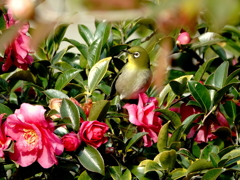 メジロと山茶花