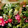 メジロと山茶花