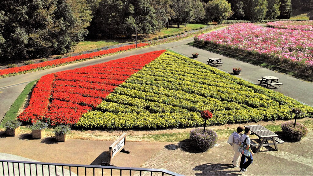 ジニアとコスモス～備北丘陵公園