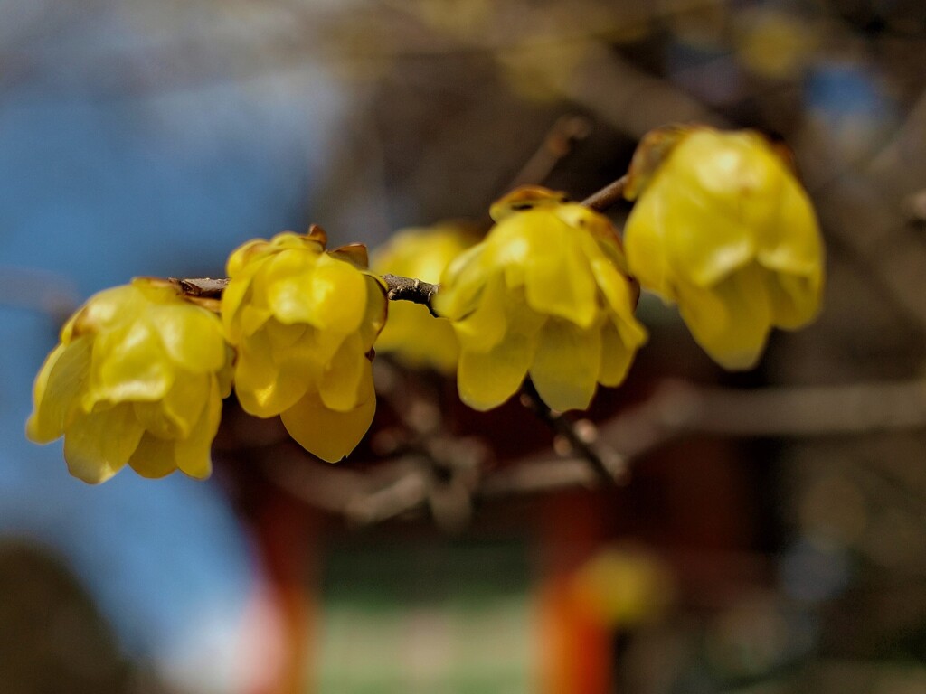 春は　まだか　まだかと思いながら～　