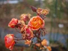 朽ちる薔薇に哀を込めて～