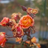 朽ちる薔薇に哀を込めて～