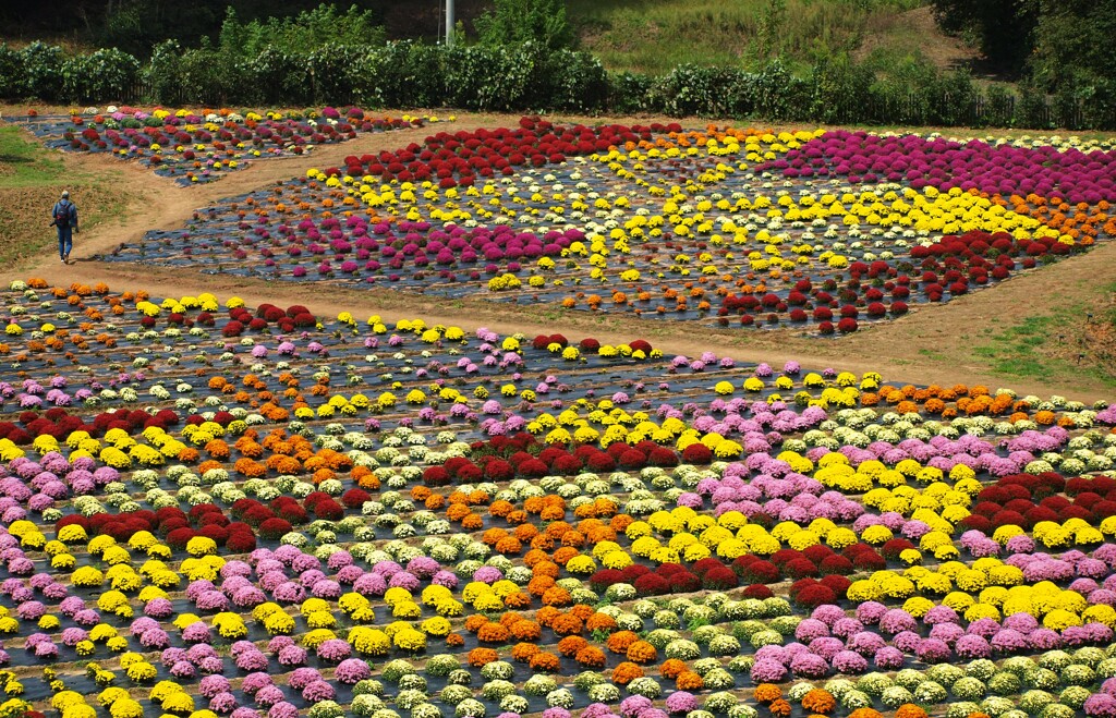 ガーデンマムの花絵～世羅高原