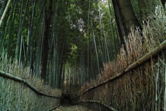 天王池の竹林　１